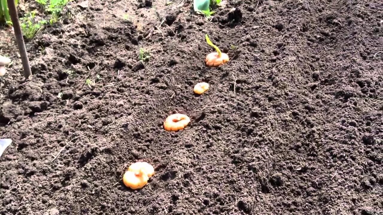 Как правильно посадить луковицы гладиолусов весной. Садим гладиолусы. Гладиолусы посадка луковиц. Гладиолусы посадка весной. Высадка гладиолусов в открытый грунт весной.