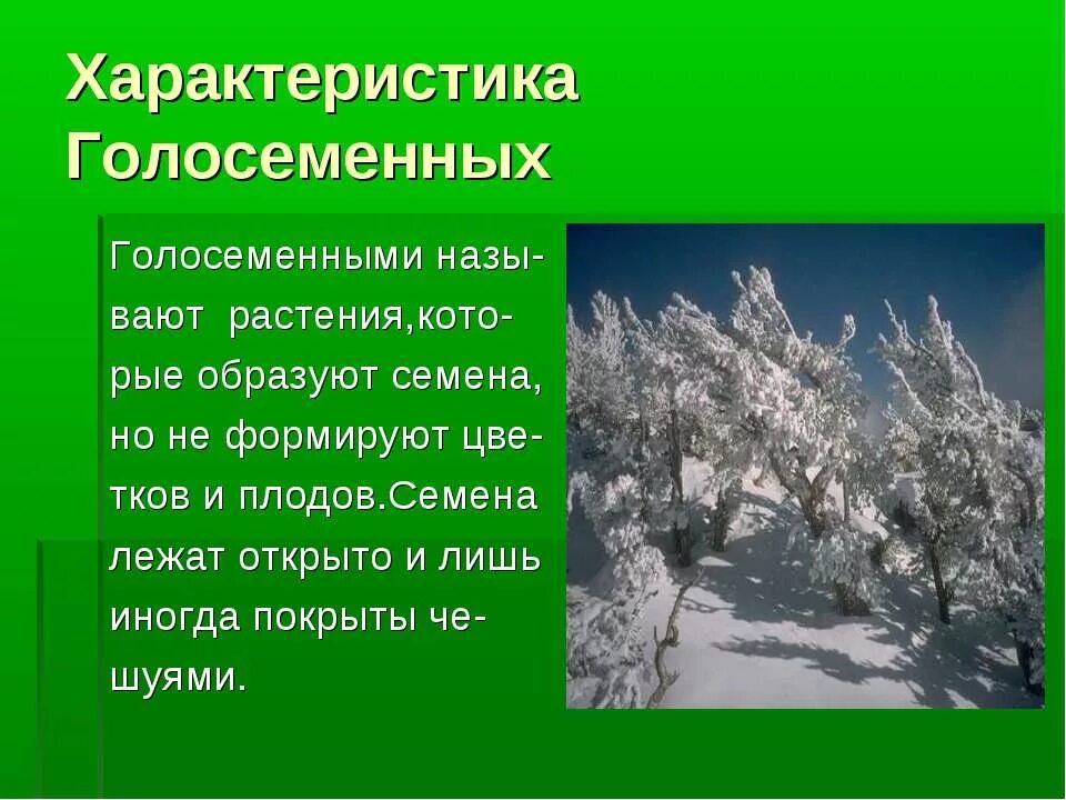 Характеристики голосеменных 7 класс. Охарактеризуйте Голосеменные растения. Характеристика голосеменных. Характеристика отдела Голосеменные. Характеристика голосеменных растений.