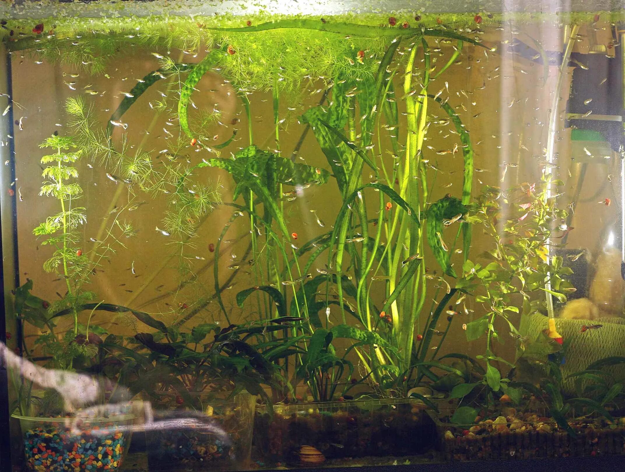 Неон рыбки аквариумные мальки. Моллинезии аквариумные мальки. Аквариум для мальков. Мальки гуппи. Нерестовик данио рерио нерестовик.