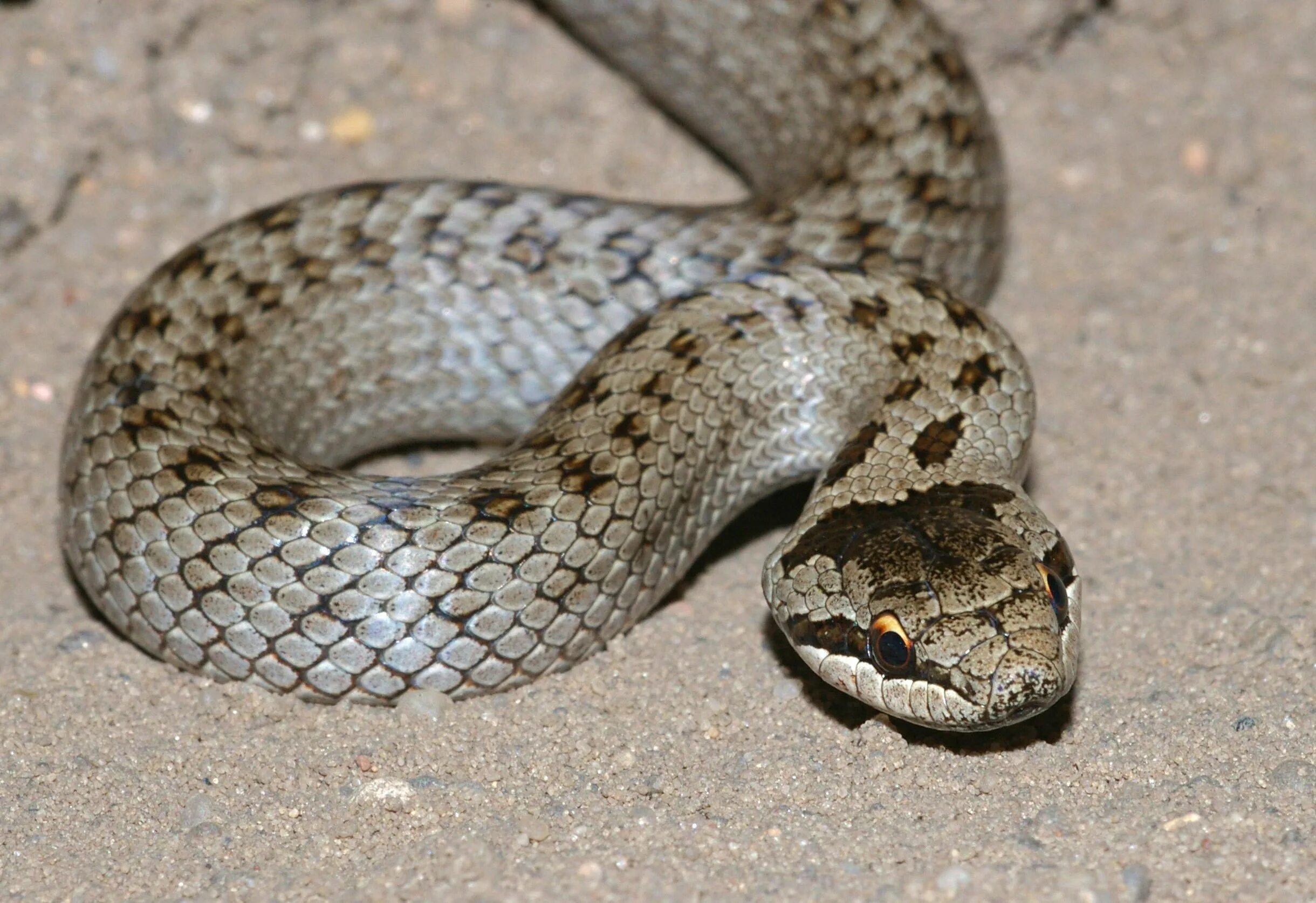 Серая змея. Всемирный день змеи (world snake day). Змеи белоруссии фото и названия. Гадюка обыкновенная. Гадюка белорусская.