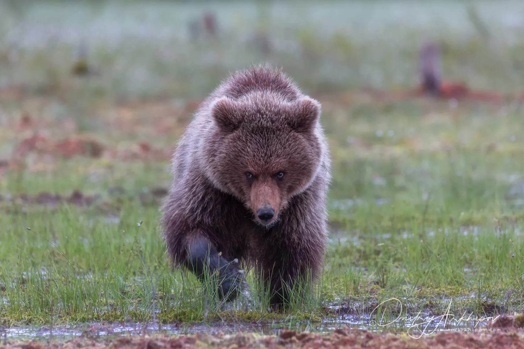 Young Grizzly
