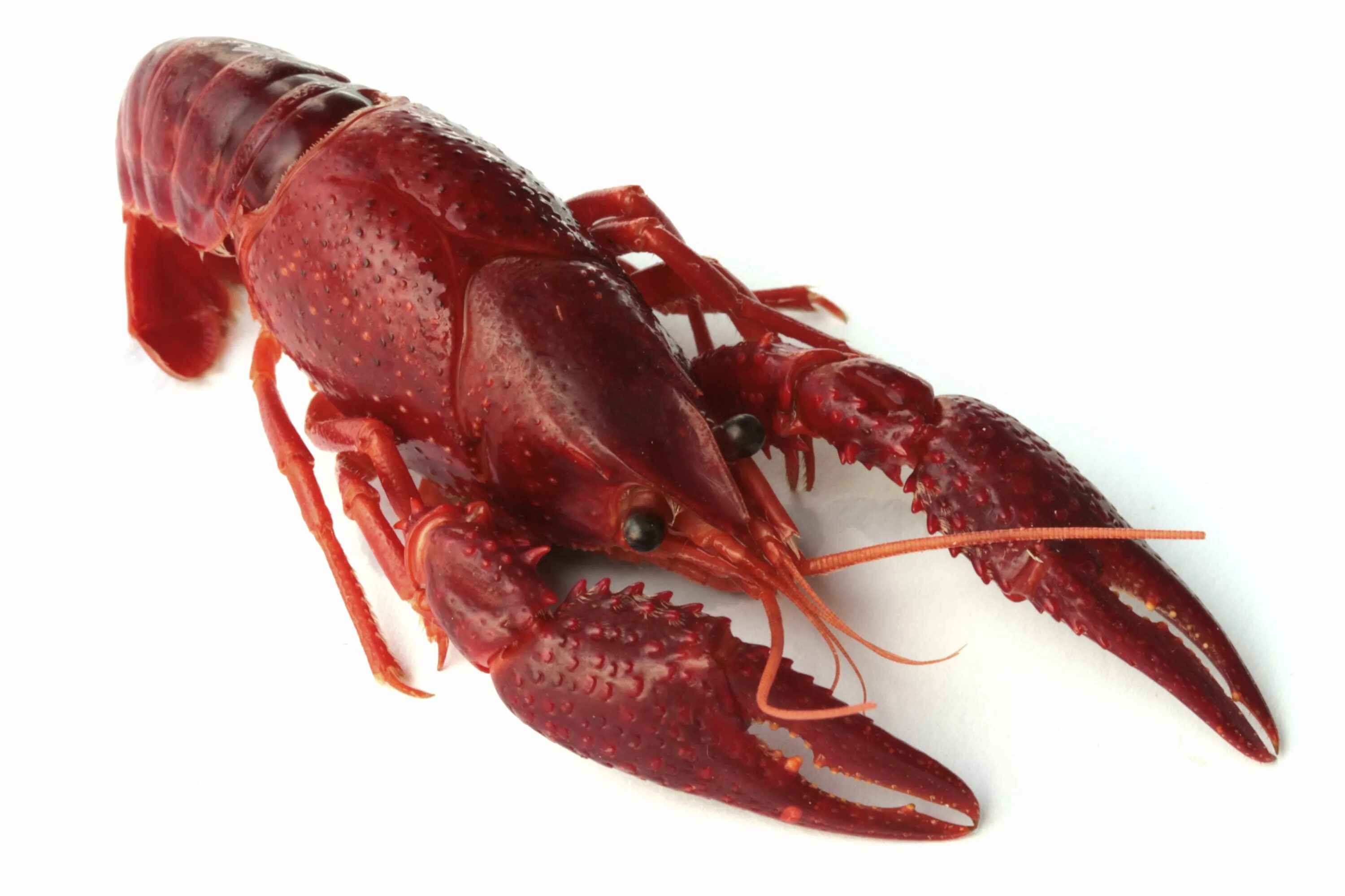 Раки олени. Морепродукты Омар лангуст. Амар Crawfish. Омар на белом фоне. Омар - лобстер на белом фоне.