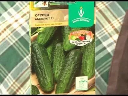 Огурцы корнишоны сорта для теплицы