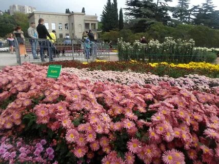 Хризантемы краснодар