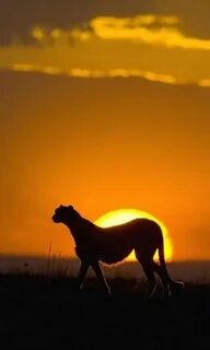 Animal sun
