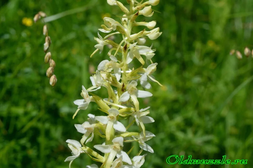 Двулистная грея. Андрис любка фото. Любка двулистная. Андрис любка фото. Анастасия городенцева любка.