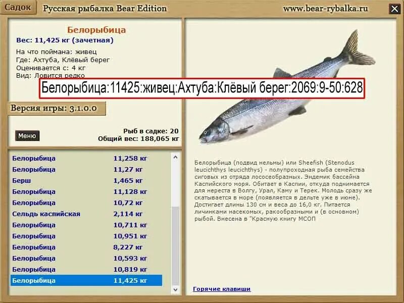 нельма вес рыбы. подвид белорыбицы 6 букв. белорыбица нельма. белорыбица каспийская рисунок. обыкновенный сиг (coregonus lavaretus).