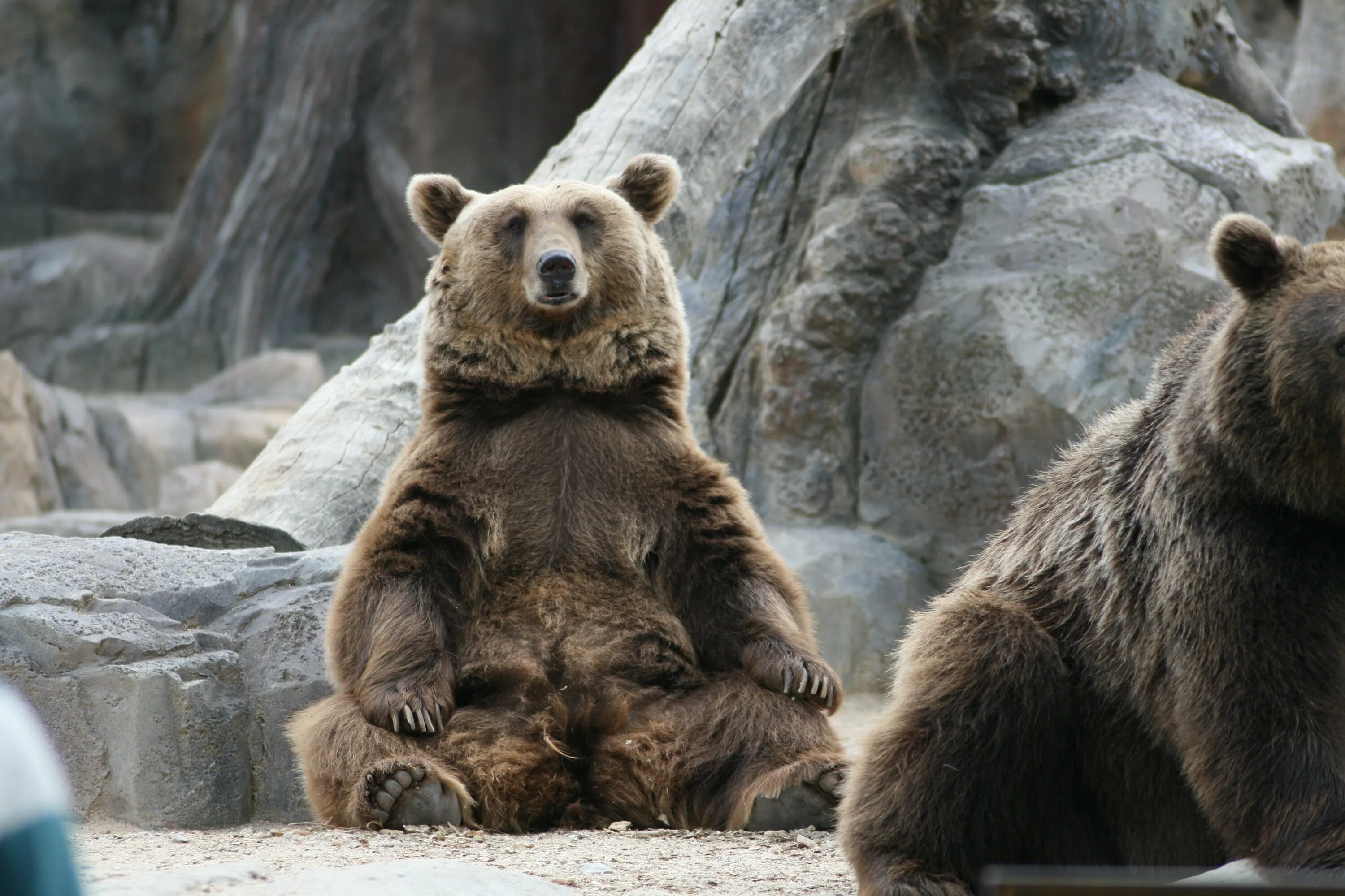 He can t bear. Гризли и бурый медведь. Бурый медведь (лат. Ursus arctos). Сидячий бурый медведь. Медведь Гризли сидит.