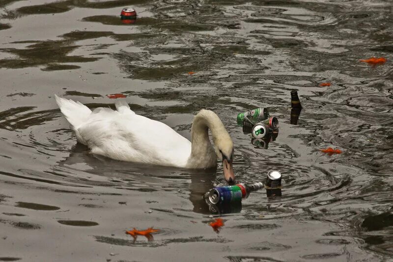 Загрязнение природы животные. Загрязнение воды животные. Птицы в загрязненной воде. Загрязненная природа животные.