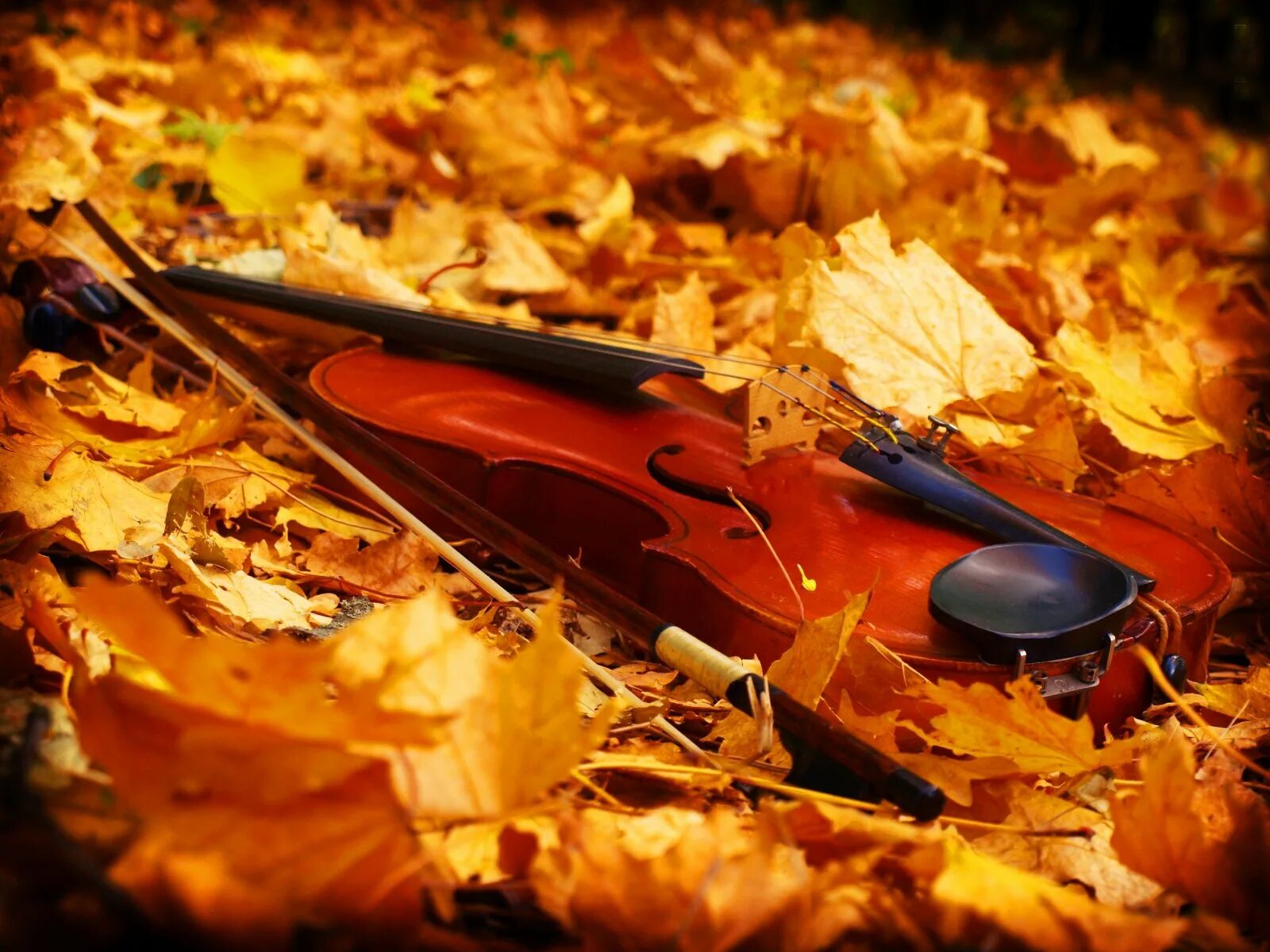 Осень. Скрипка осень. Скрипка в осенней листве. Скрипка и листья.