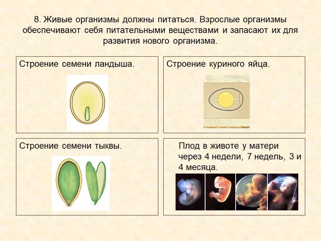 Взросло семя