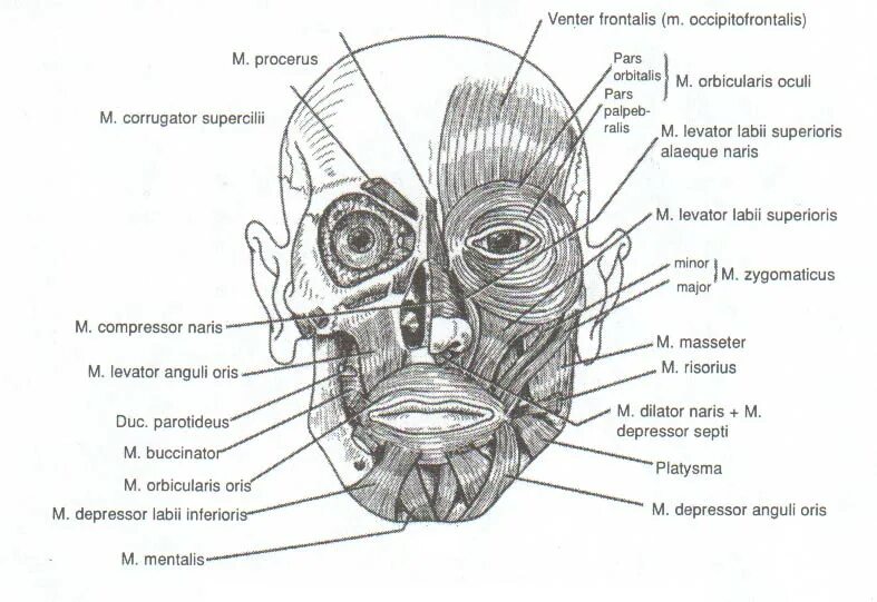 Pars orbitalis. Мышца, опускающая перегородку носа m. depressor septi nasi. musculus orbicularis oculi pars lacrimalis. depressor supercilii схема.