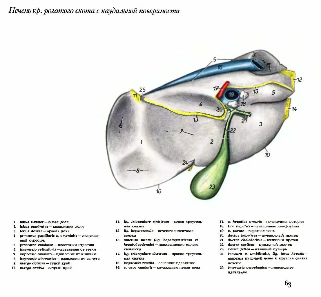 Печень крупного рогатого скота схема. Строение печени КРС анатомия. Печень крупного рогатого скота анатомия. Строение печени у крупного рогатого скота. У каких животных печень