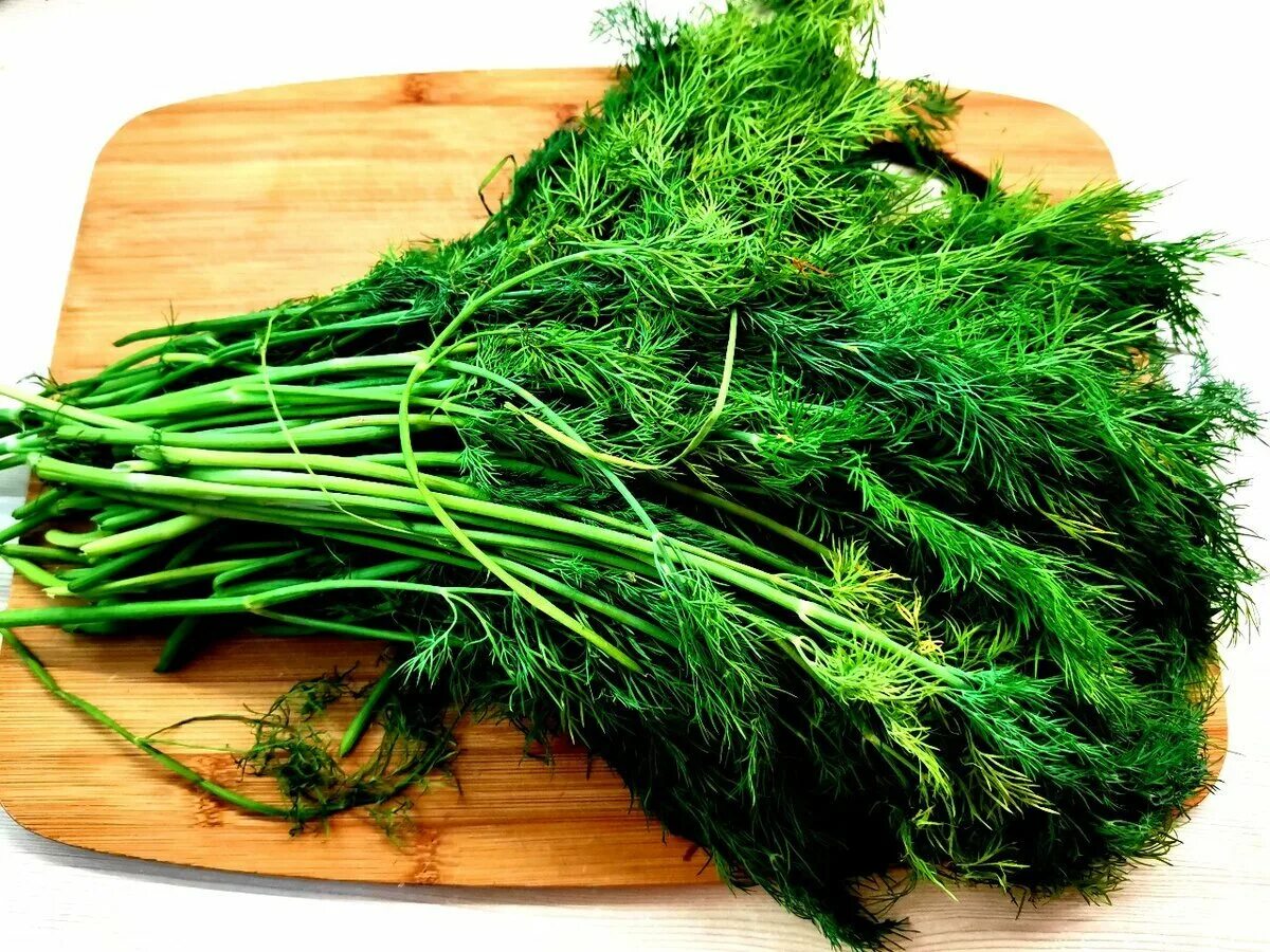 Укроп сочетается. Укроп пушистый. Укроп на зиму. Укроп сочетается. Свежая зелень.