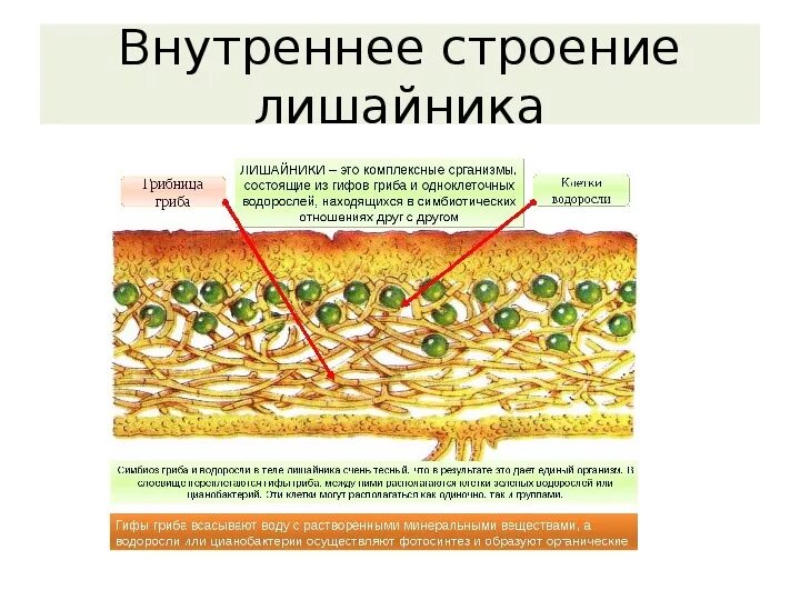 Лишайники биология строение. Макет внутреннего строения лишайника. Схема внутреннего строения лишайника. Макет внутреннего строения лишайника 5 класс. Схема внутреннего строения лишайника 5 класс биология.