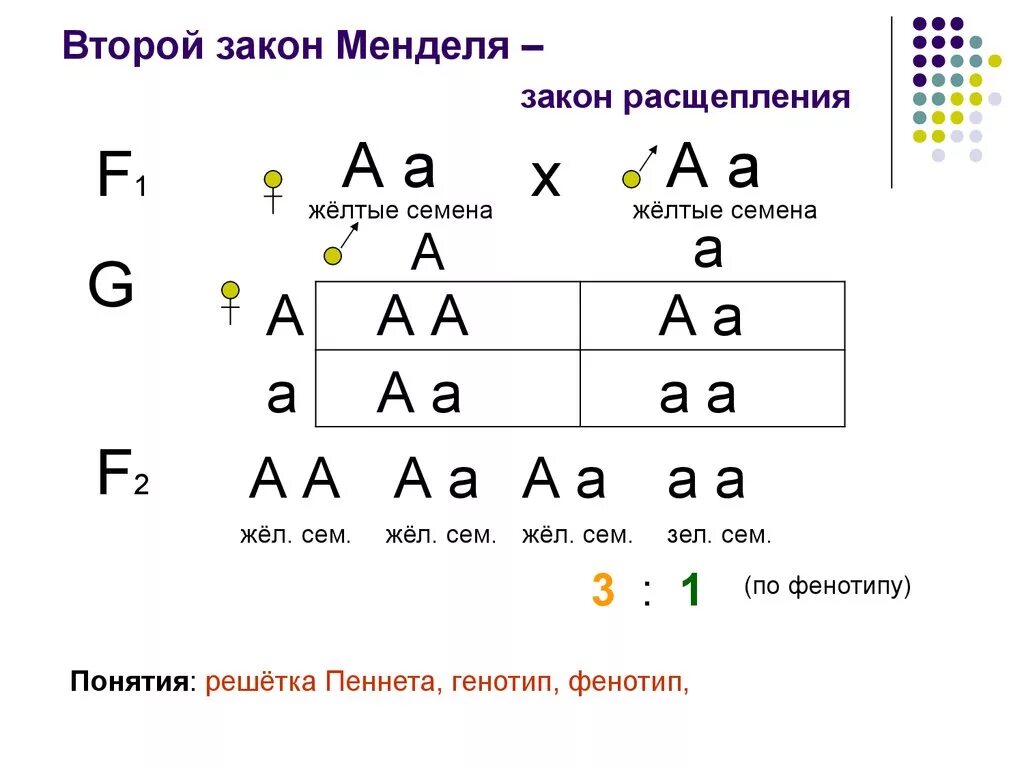 2 Закон Грегора Менделя. Второй закон Менделя кратко схема. Формировка 2 закона Менделя. Второй закон Менделя схема скрещивания.