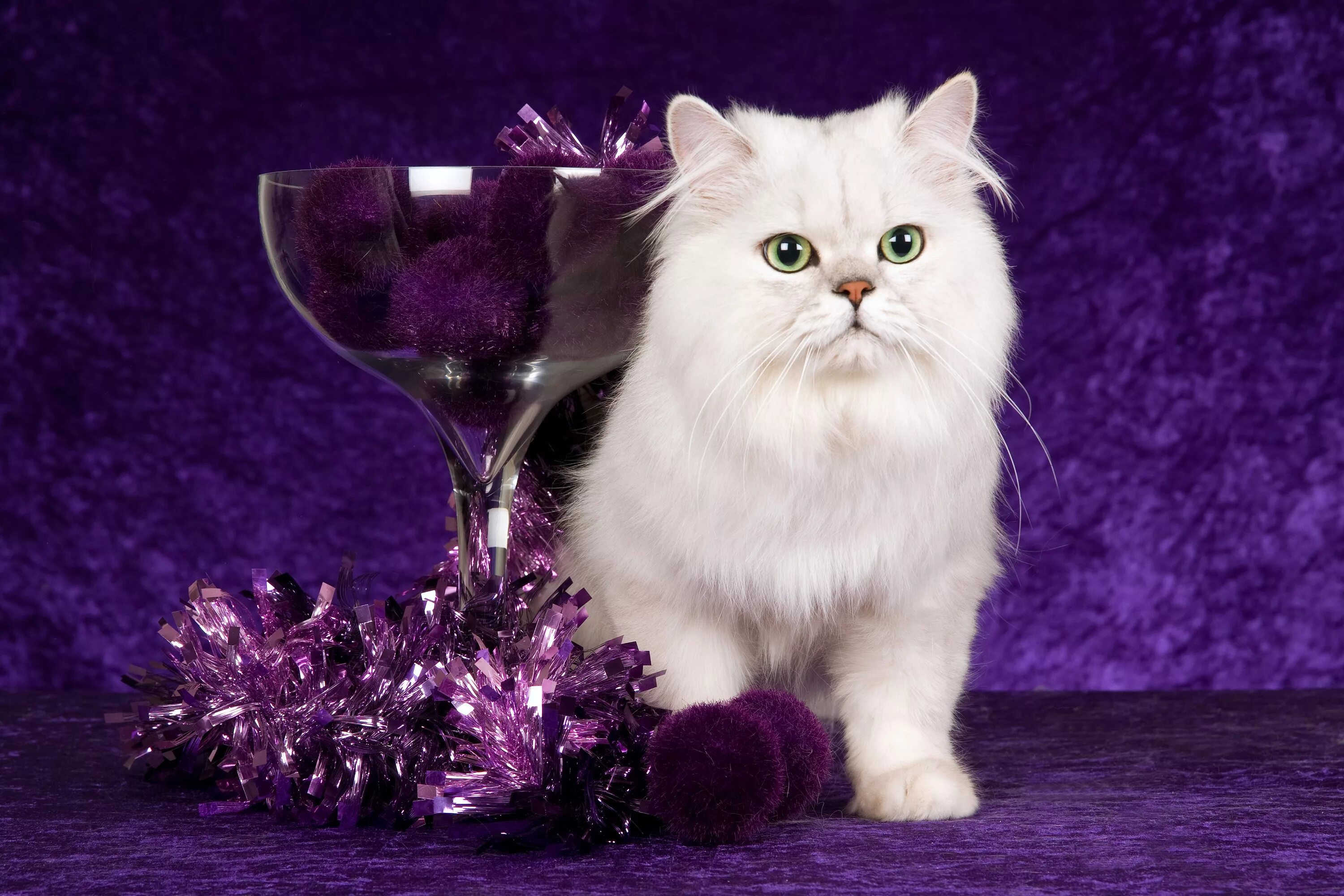 Кошечка последний. Фиолетовая кошка. Красивые кошечки. Кот в фиолетовых цветах. Кот в фиолетовых тонах.