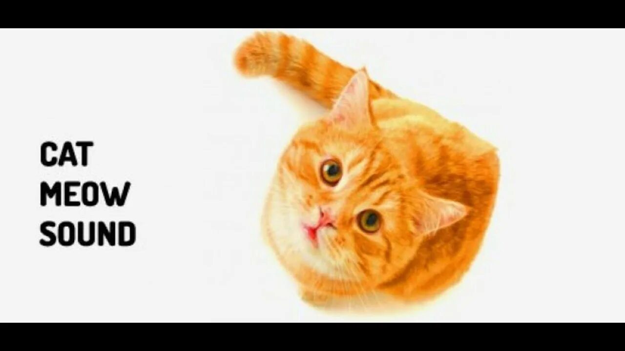 Звук мяуканья кошки. Кошка с открытым ртом. Коты которые мяукают. Кошка мяукает. Кот мяукает.