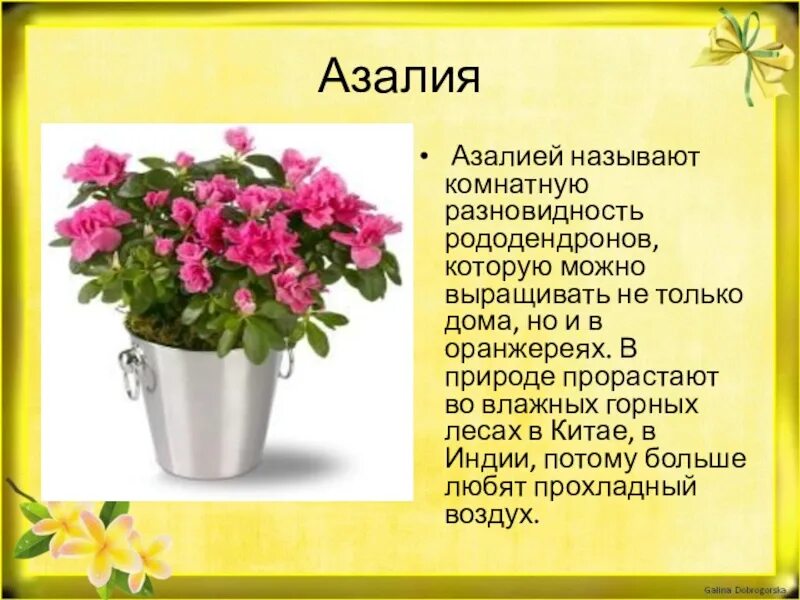 Значение имени азалии. Значение имени азалии