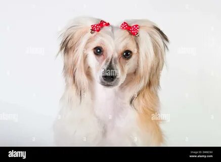 Groomed Chinese Crested Dog sitting - Powderpuff, 10 month old. 