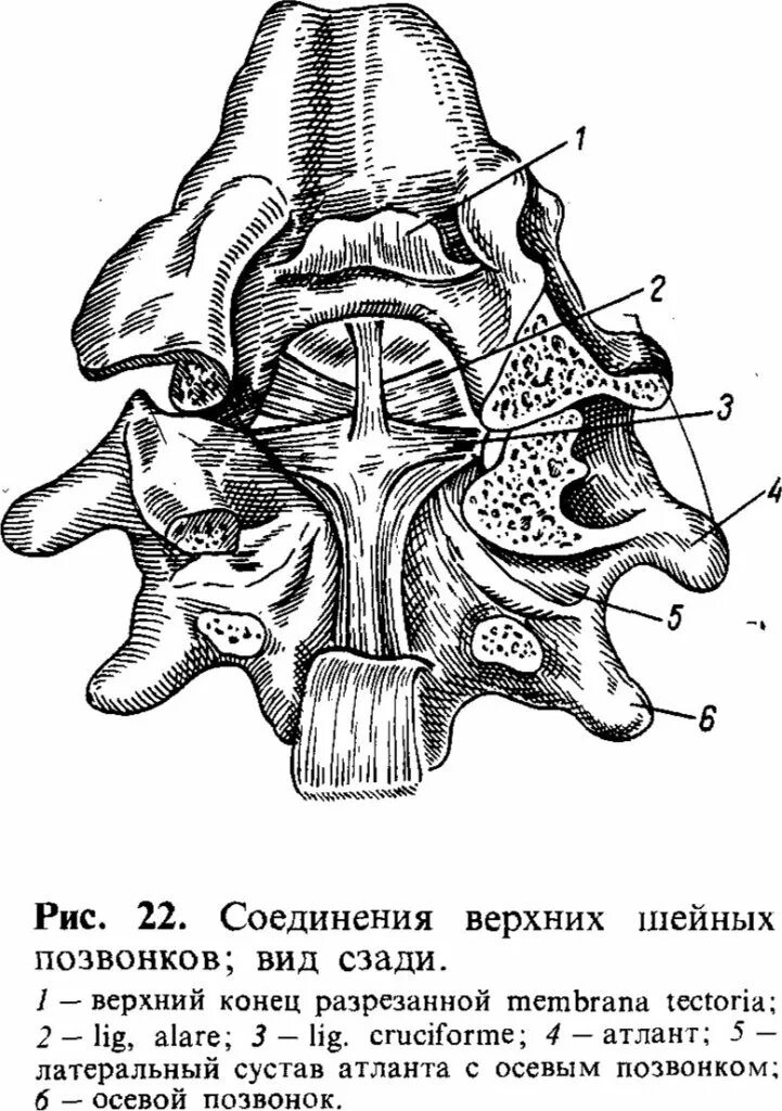 Соединения между затылочной костью. Атланто затылочный сустав. Атланто затылочный сустав анатомия. Соединение шейных позвонков и затылочной кости. Соединение Атланта с затылочной костью.