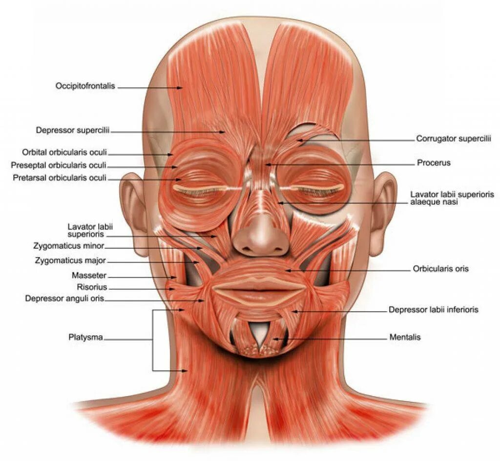 мимические мышцы лица анатомический атлас. мышцы лица разные эмоции. мышцы лица и шеи анатомия для косметологов. лицевые мышцы человека анатомический атлас. мимические мышцы лица анатомия для косметологов.