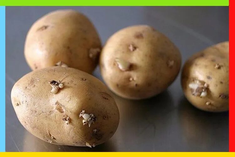 Глазки картофеля. Клубень картофеля. Картошка с глазками. Глазки клубня картофеля.