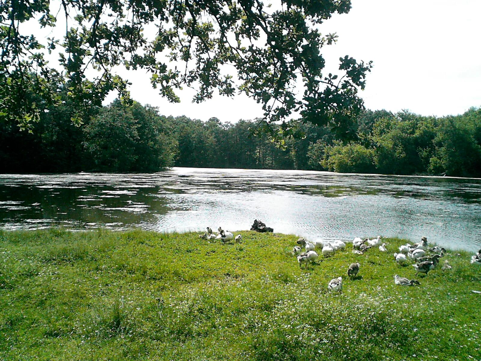 Альпийская горка с водоемом. Искусственное озеро на участке. Планировка участка 20 соток с прудом. Благоустройство пруда. Обустройство естественного пруда.
