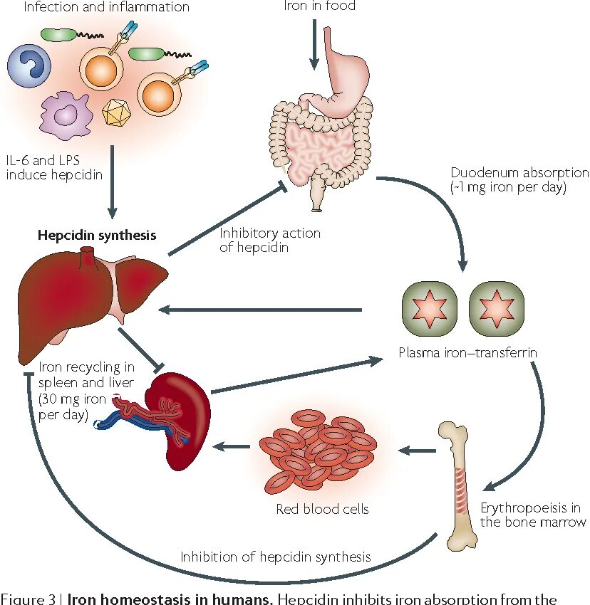 Обмен железа в печени. Схема метаболизма железа в организме. Циркуляция железа в организме. Стадии метаболизма железа. Метаболизм железа схема.