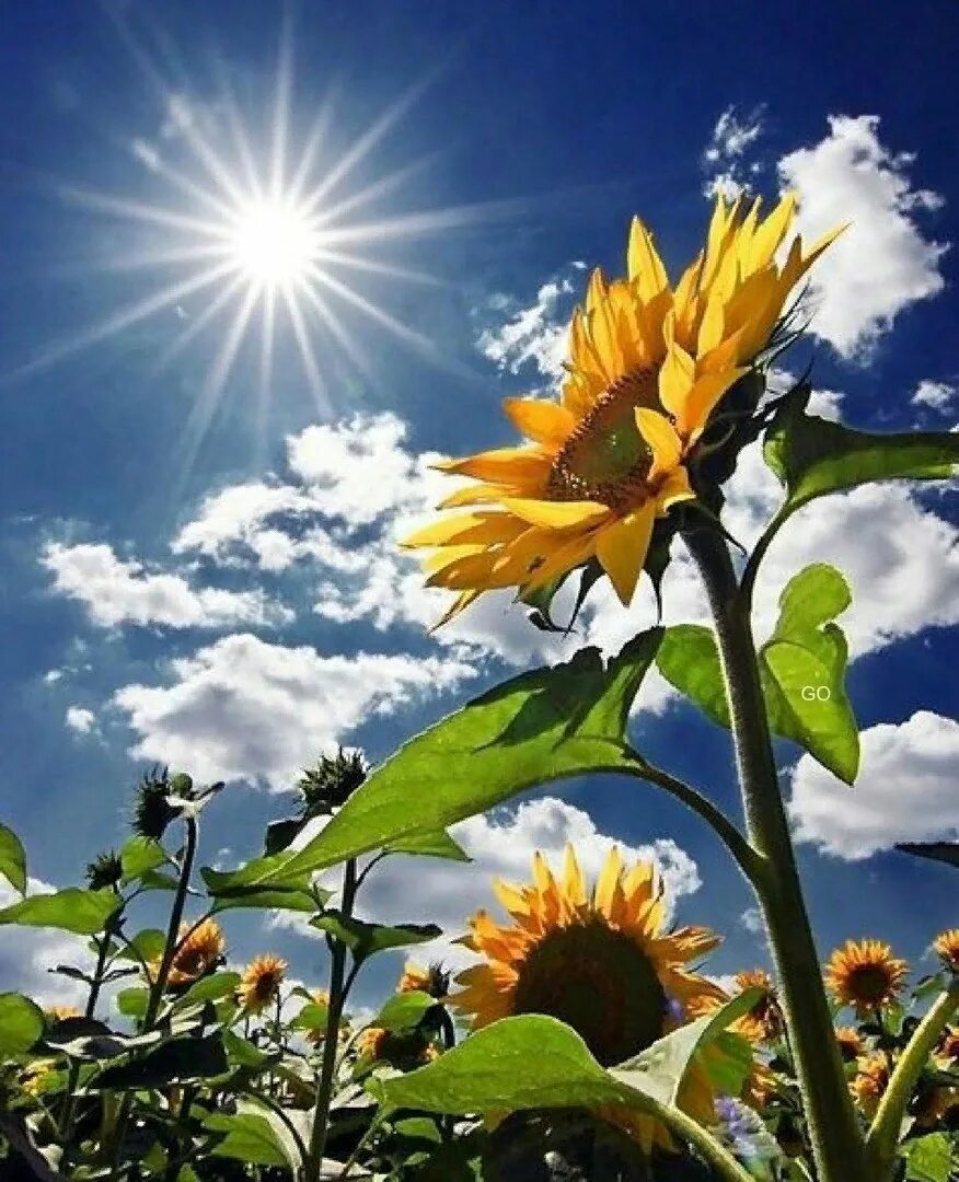 Рост солнечного дня. Подсолнух и солнце. Цветы и солнце. Солнечный цветок. Лето солнце.