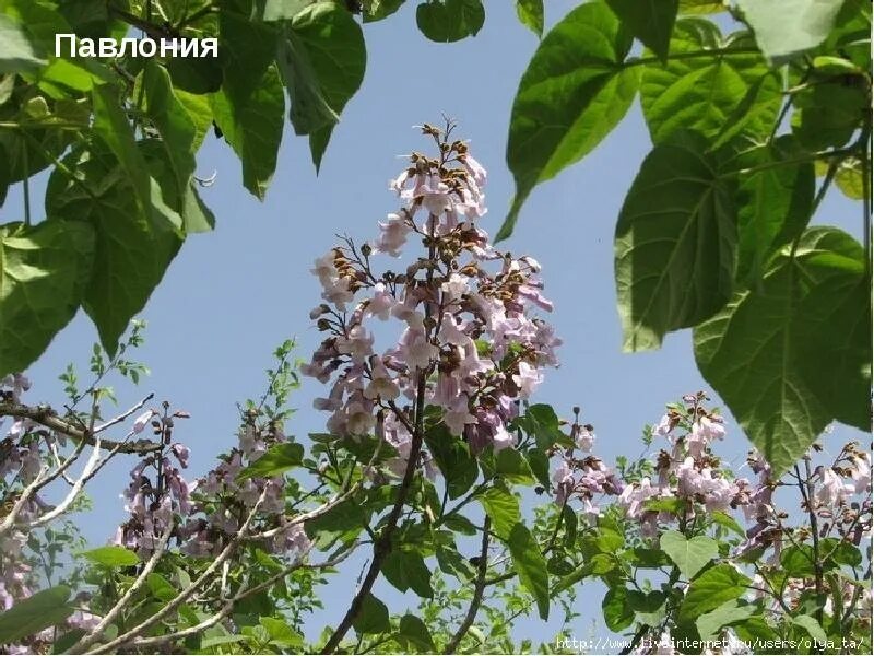 Павлония 8а. Павловния форчуна. павловния войлочная. павлония войлочная адамово дерево. павлония войлочная листья.
