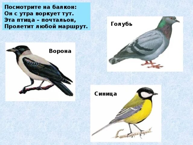 Мы как птицы воркуем с утра. Птицы воркуют. Голубь воркует ворона каркает сорока. Птица почтальон. Какая птица воркует.