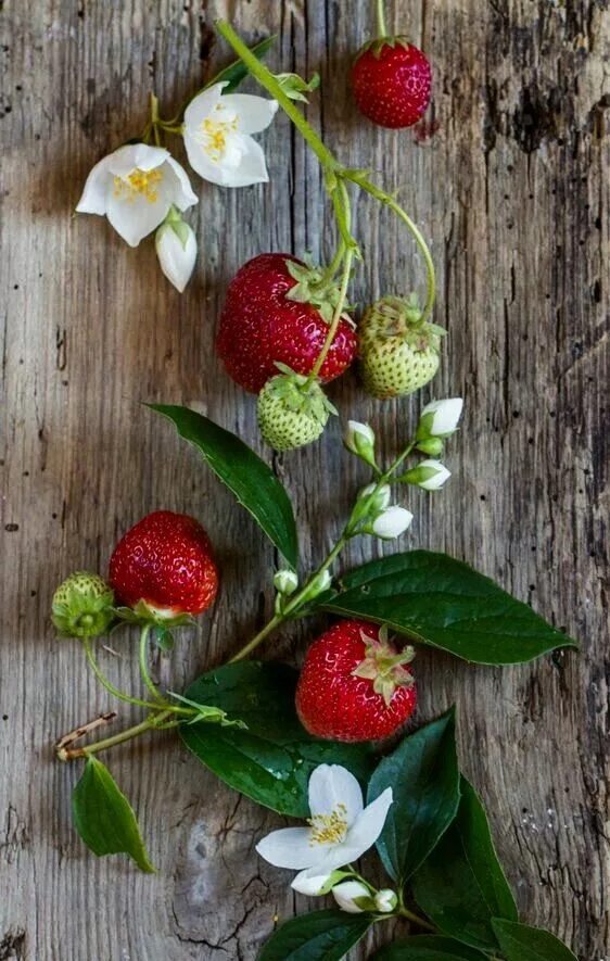 Strawberry flowers