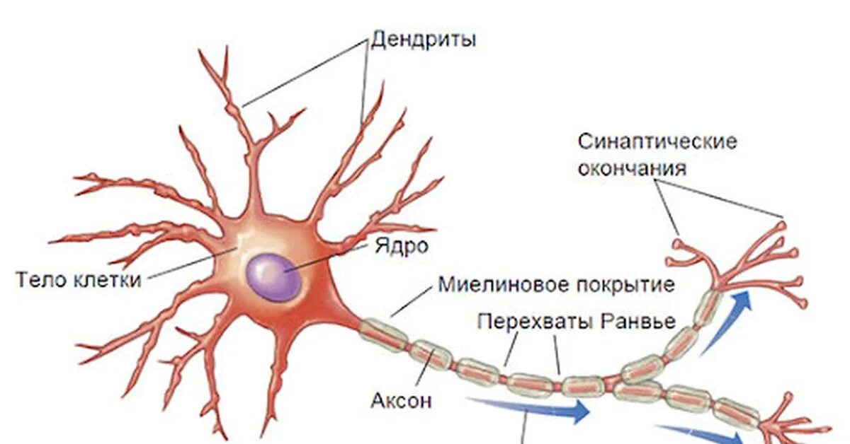 Вспомогательные нервные клетки. Строение нейрона м.с Миловзорова. Рис. Строение нейрона(м.с. Миловзорова, 1972). Сопоставьте:. Рис. Строение нейрона(м.с. Миловзорова, 1972). Нервная система Нейрон Аксон спинной мозг нервная ткань.
