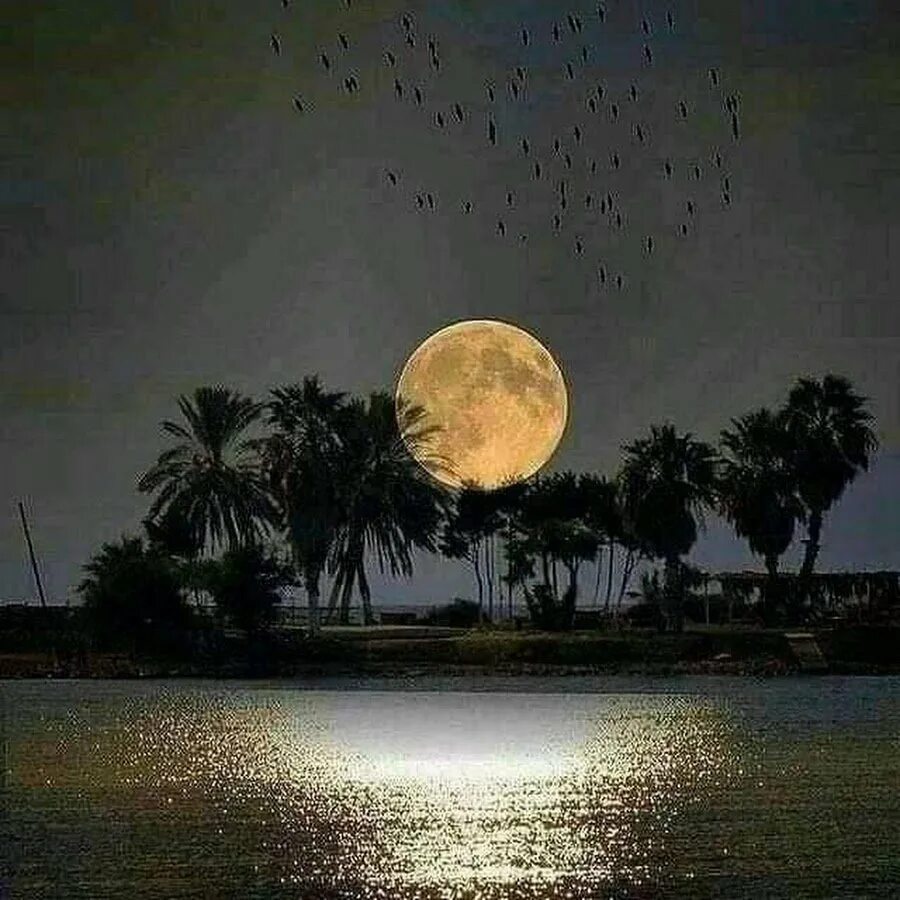 Луна и пальмы. Красивая Луна. Красивое полнолуние. Самая красивая Луна.
