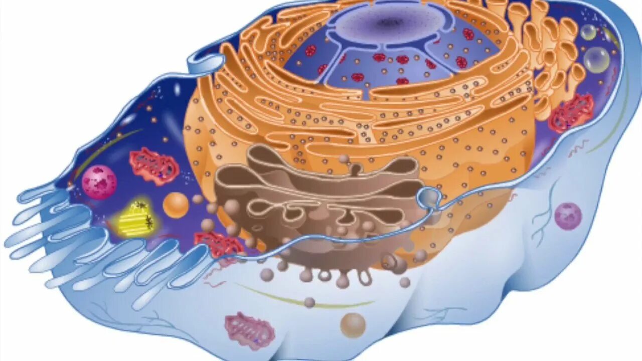 Цитоплазма клетки животного. Цитоплазма растительной клетки. Цитоплазма это в биологии. Живая клетка. Клетка без воды