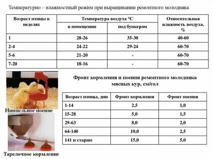 Оптимальная температура в курятнике для несушек