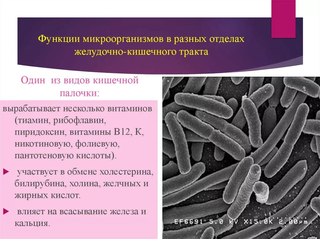 Кишечные палочки какая группа. Функции кишечной палочки. Микроорганизмы кишечника функции. Функции кишечной палочки в организме человека. Роль кишечной палочки.