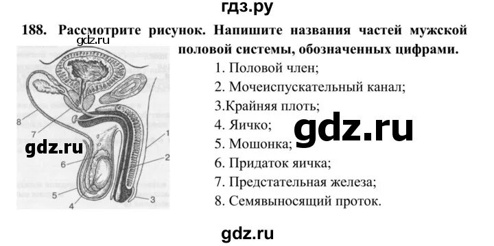 Биология 8 рабочая тетрадь жемчугова. Биология 8 класс половые органы. Пищеварение 8 класс Сонин. Гдз по биологии восьмой класс Сонин. Половая система человека 8 класс Сонина.