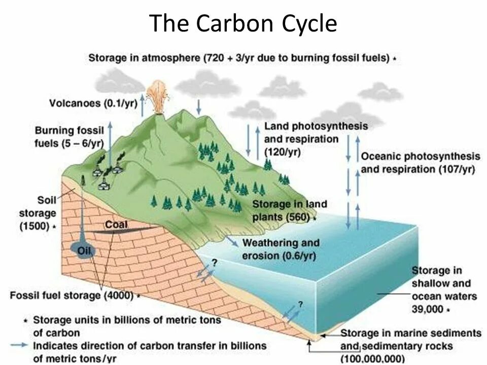 4 cycle. Carbon cycle. nitrogen and carbon cycles. carbon cycle diagram. геохимический цикл углерода.