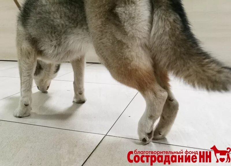 встать на задние лапки. муравьед тамандуа лапы. муравьед мексика. встать на задние лапки. кот привстал на задние лапы.