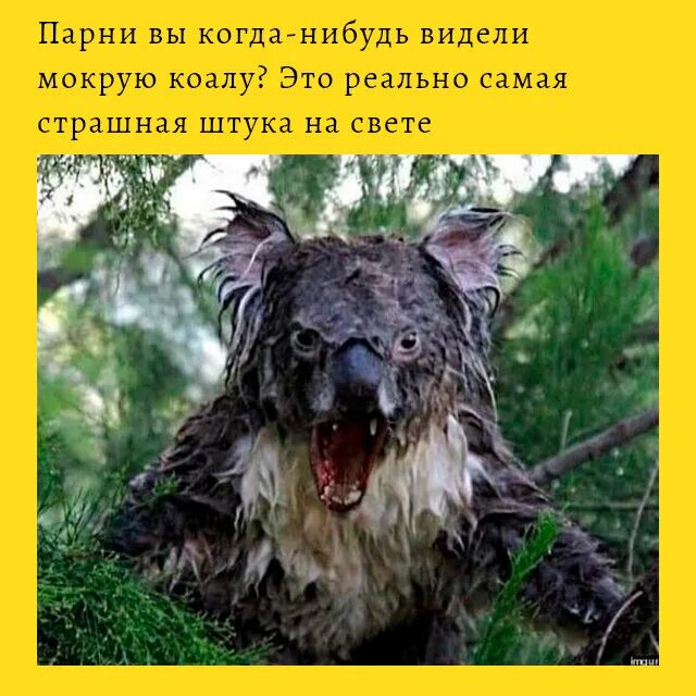 Мокрая коала нельзя гуглить. Мокрая коала. мокрая коала почему нельзя гуглить. мокрая коала фото страшная.