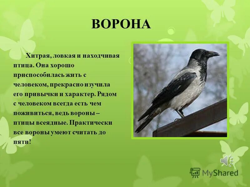 Поведение птиц 8 класс презентация. Характер птиц. Птицы и их повадки. Рассказать о птице и ее повадках. Рассказать про ворону.