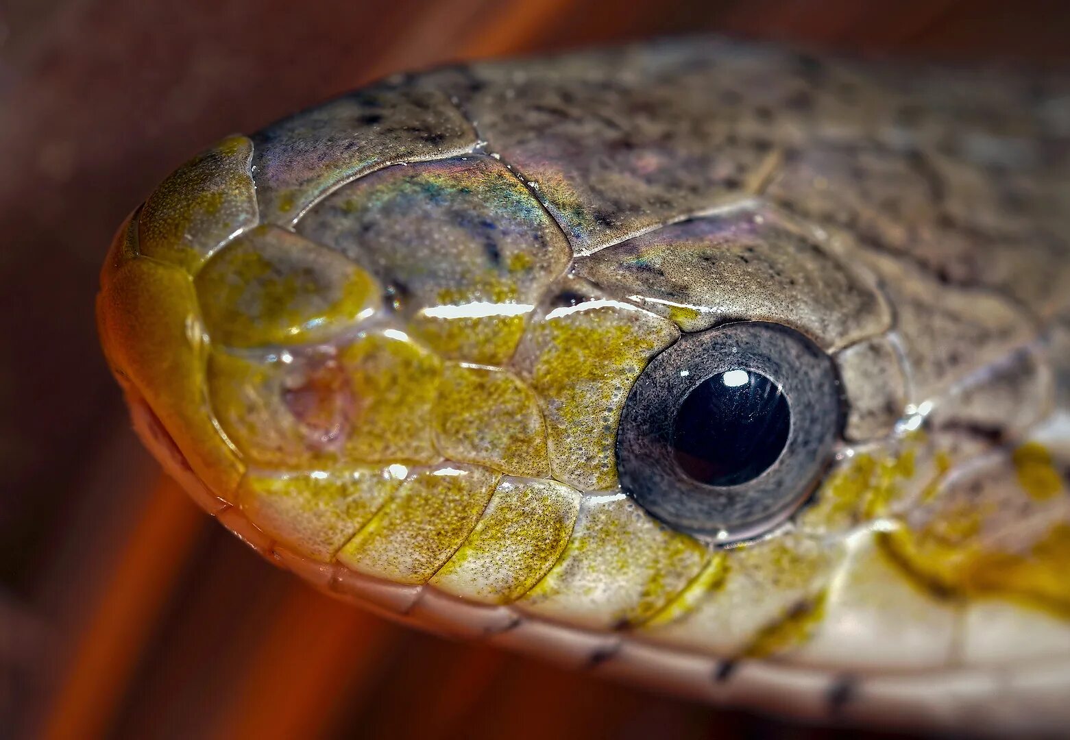 Какой элемент инфраглаза змеи выполняет. Глаза змеи. Глаз змеи Макросъемка. Красивые глаза змей. Змеиный зрачок.