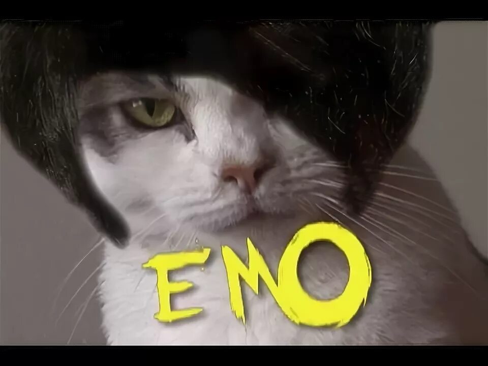 Эмо кот арт. Эмо кошка. Эмо котенок. Эмо кот мем. Kitten saying hi.