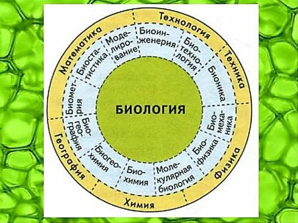 Какую роль биология играет в жизни человека. Биология в цифрах и фактах.