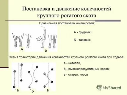 Движение конечности