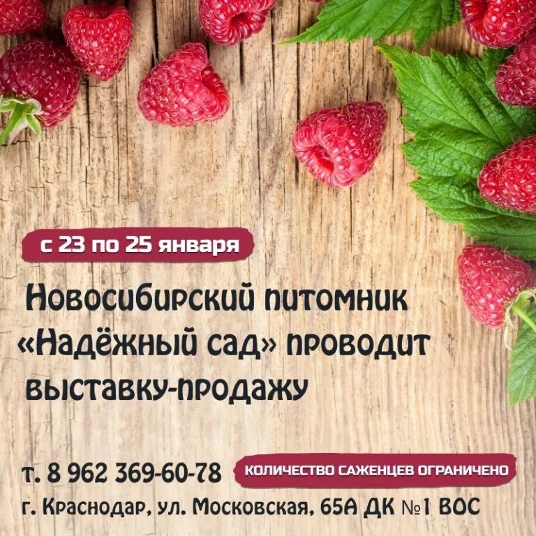 Рассада новосибирск. Питомник лучший сад. Новосибирский питомник надежный сад. Сибирский питомник новосибирск. Надежный сад новосибирский питомник яблони.