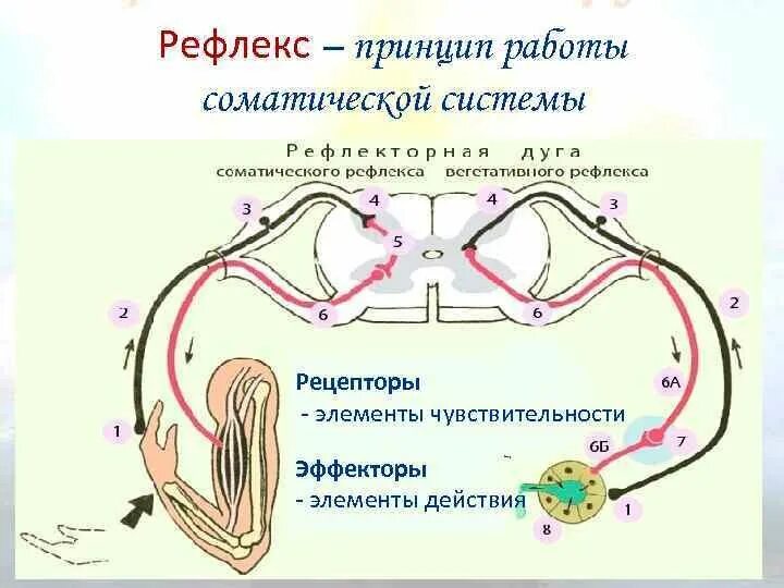 Принцип рефлекса. Схема рефлекторной дуги вегетативной нервной системы. Рефлекторная дуга соматическйнервной системы. Рефлекторная дуга вегетативной нервной системы физиология. Схема рефлекторной дуги соматического рефлекса.