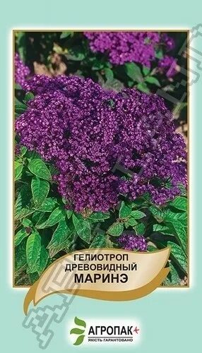 Гелиотроп цветок семена. Семена гелиотроп морской бриз. Гелиотроп цветок семена фото. Гелиотроп цветок семена фото. Семена гелиотроп морской бриз.
